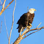 Squaw Creek Eagle