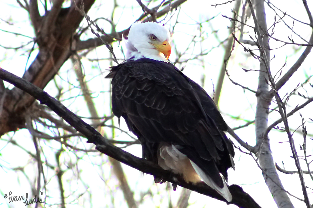 Squaw Creek Eagle III