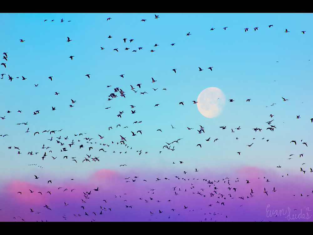 The Goose Moon by FramedByNature