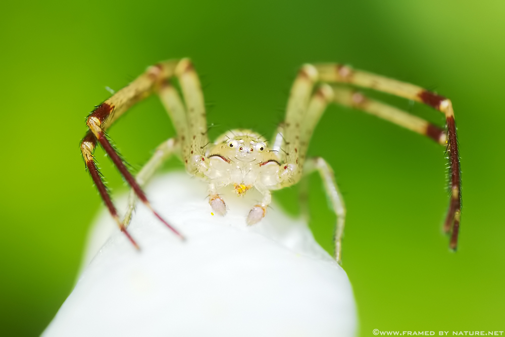 The Banded Crab