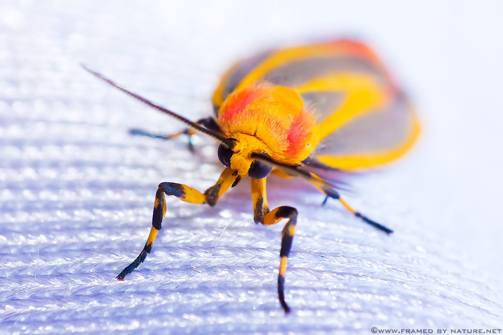 Painted Lichen Moth