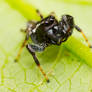 Phidippus Clarus