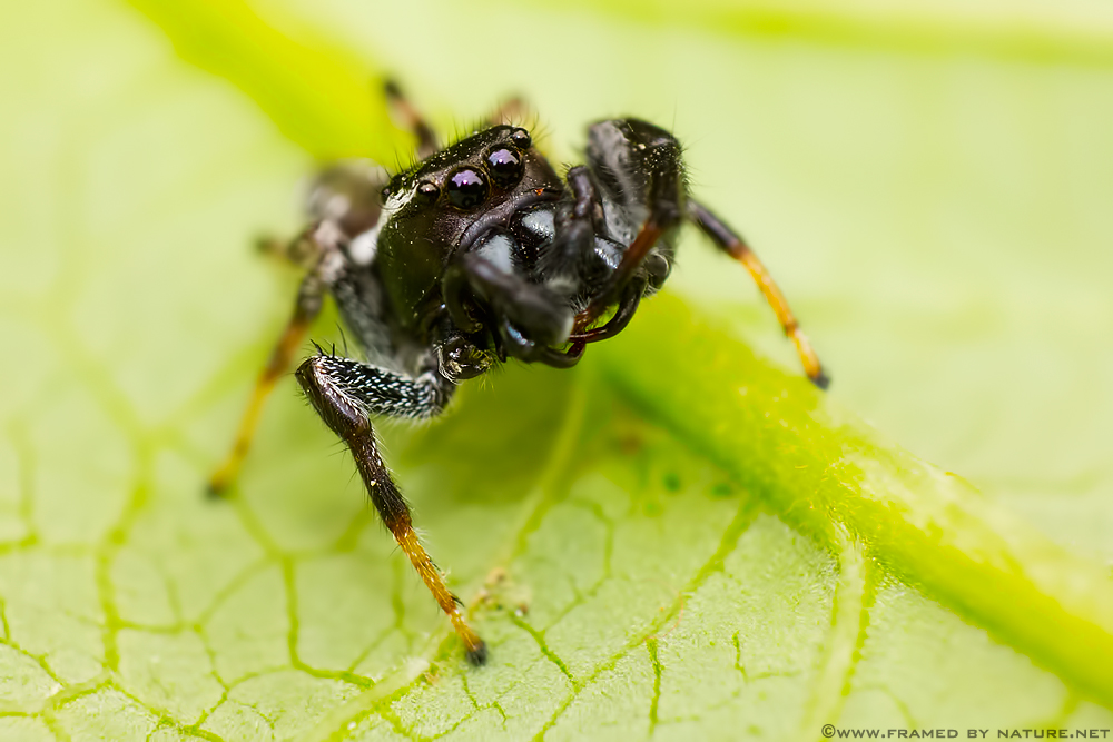 Phidippus Clarus