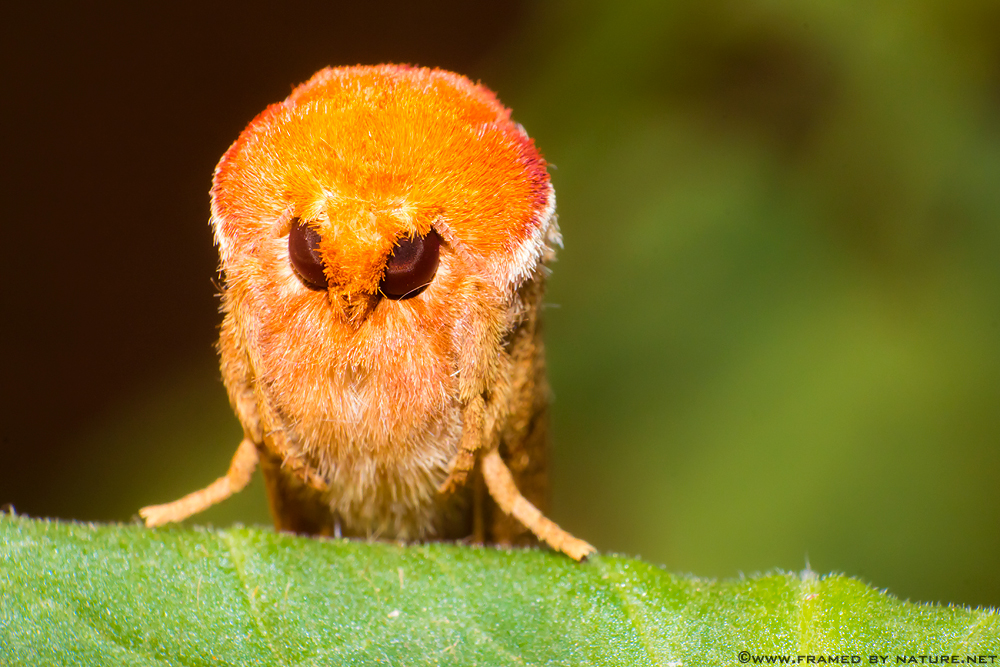 Drexel's Datana Moth