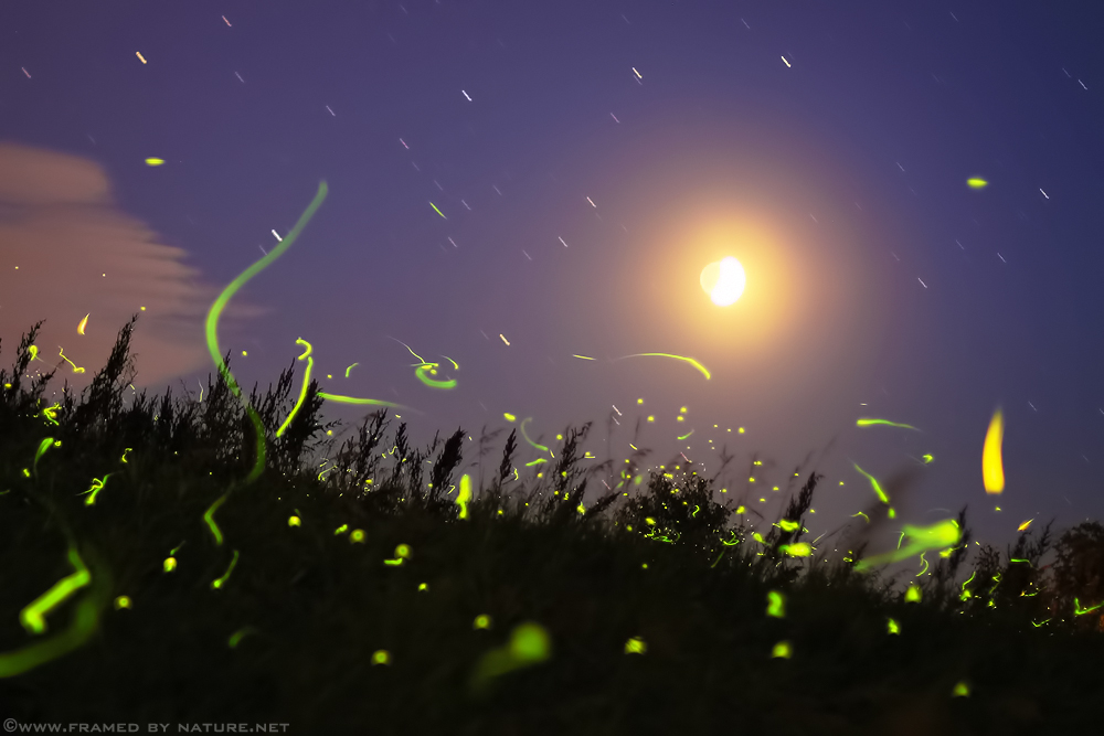 Nature's Night Lights by FramedByNature
