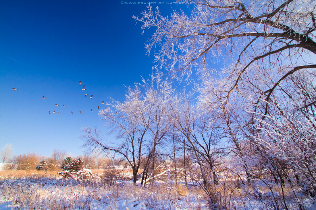 Fleeing Winter