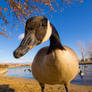 Goosed by the Goose