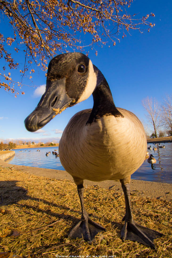 Deviantart Goosed Goosed by the Goose by FramedByNature on DeviantArt