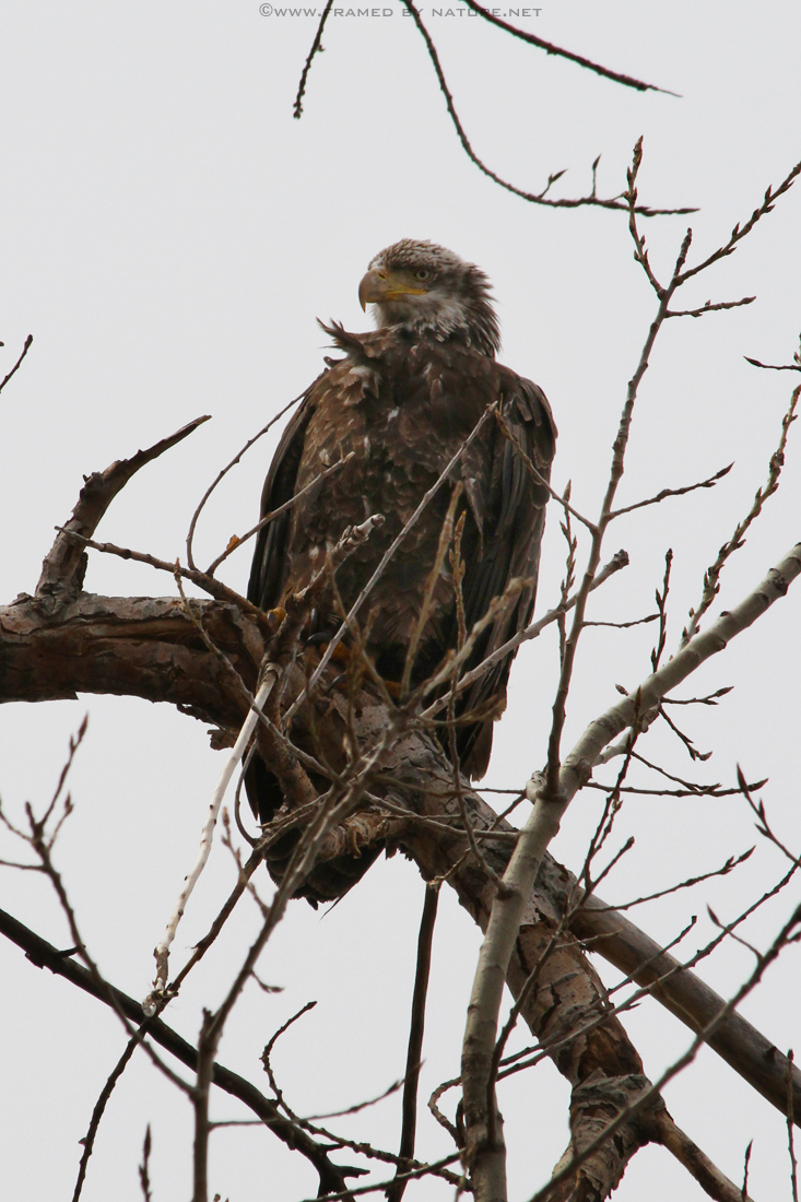 The Bald(ing) Eagle