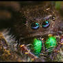 Phidippus Audax