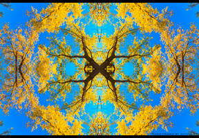 Reflections of Autumn