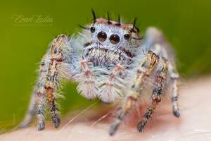 Fuzzy Putnami Female