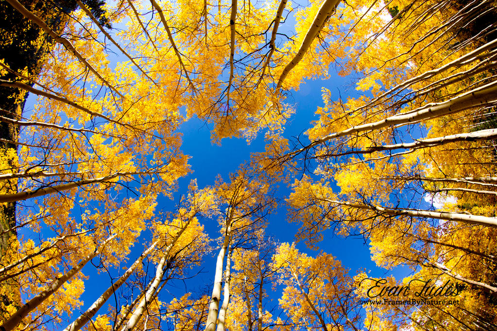 Up the Aspens by FramedByNature