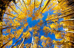 Up the Aspens by FramedByNature