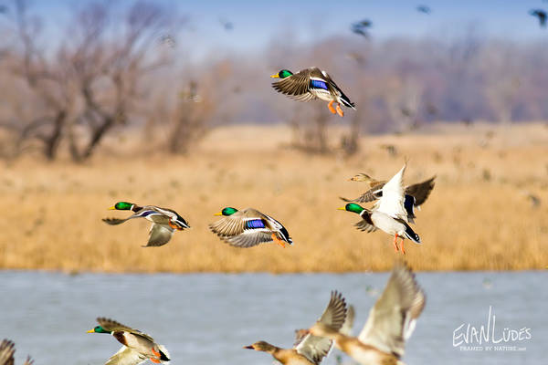 Mallard Mania