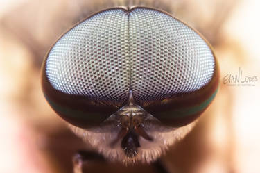 112: Tabanus lineola