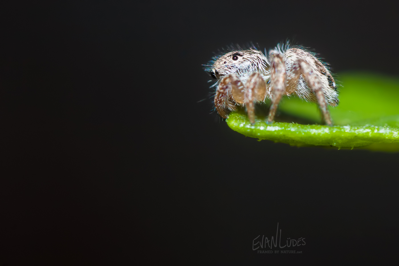 119: Hesitant Habronattus