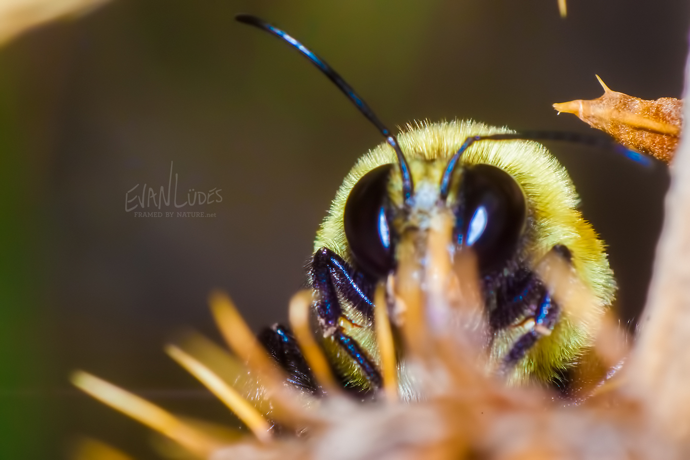 133: Bashful Bumblebee