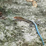 Blue tailed skink