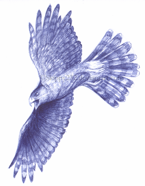 Biro Hawk