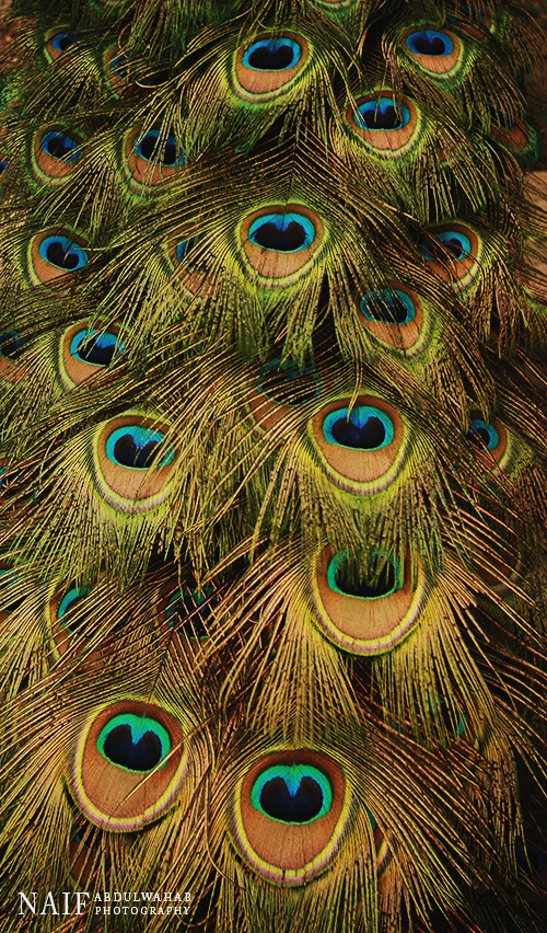 Peacock feathers