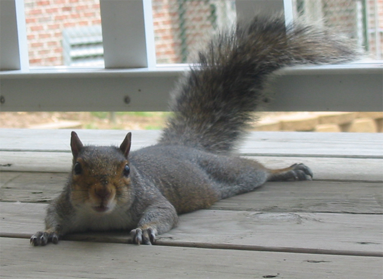 Squirrel On Its Belly