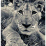 Lion cub