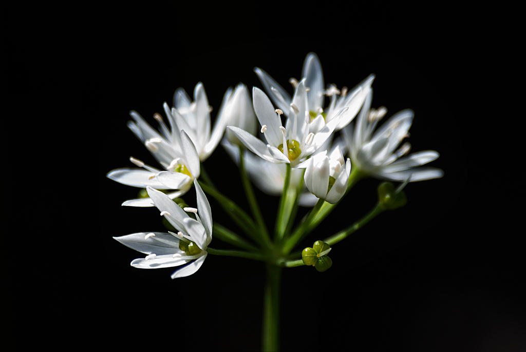 Macro Flower 1