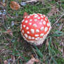 Fly Agaric