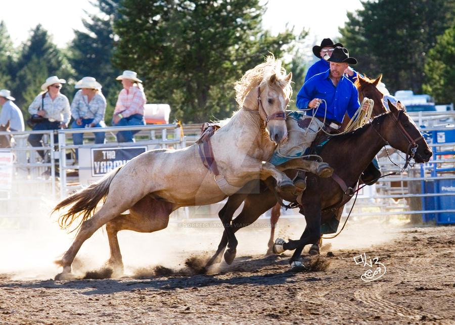 Shelton Rodeo- Lunge by sorrelstang on DeviantArt
