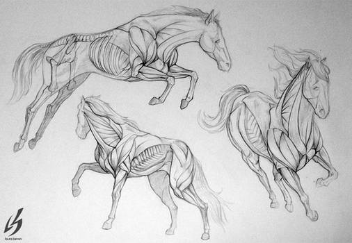 Horse Anatomy