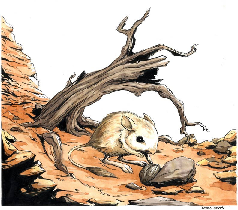 Jerboa