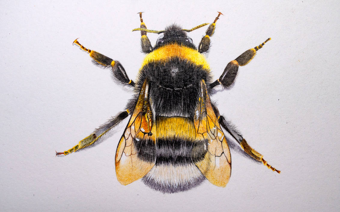 Bumble Bee by theartgearguide on DeviantArt