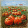 Pumpkin field