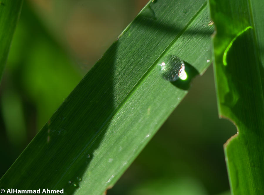 water drop