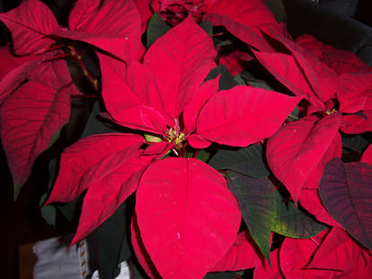 Poinsettia