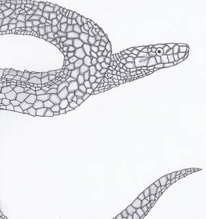 Snake Drawing 1