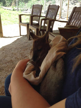 Baby Wallaby