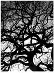 erm tree.. by likeatinglass
