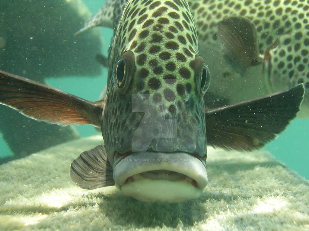 Fish Interested Interested Fish by chrisclarke on DeviantArt