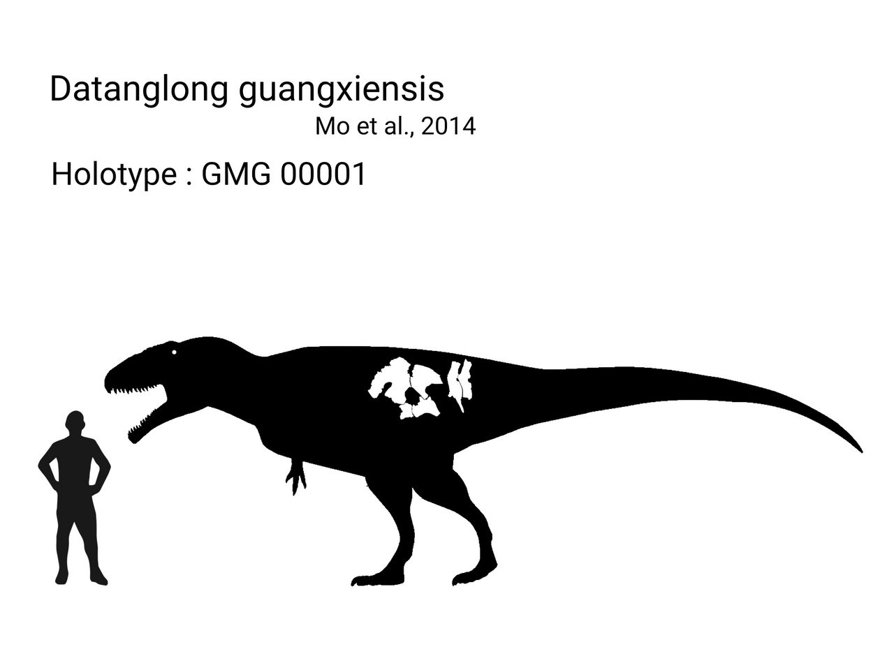 Datanglong Size Datanglong Skeletal by neoventorstudi3282 on DeviantArt