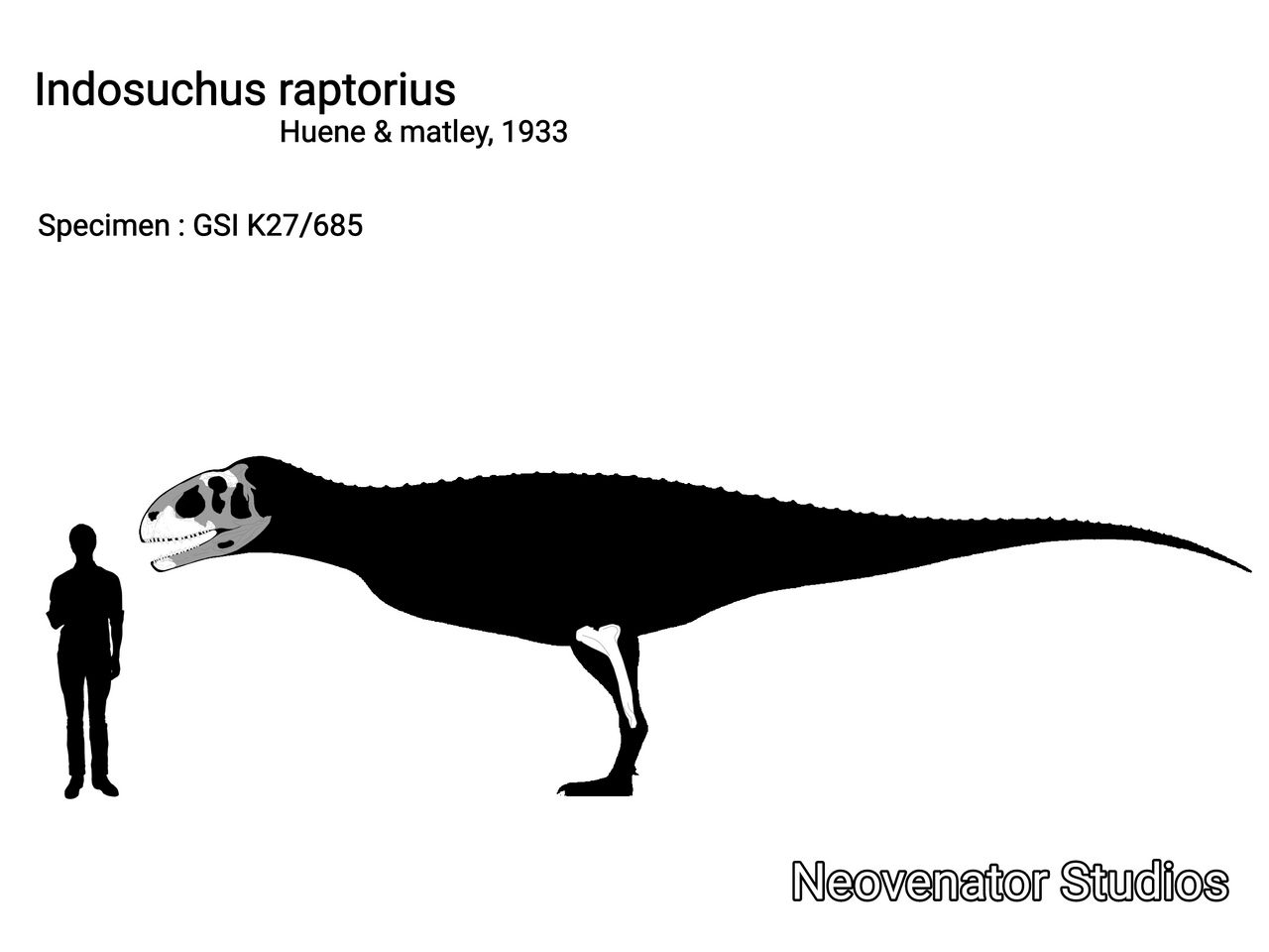 Indosuchus Raptorius Indosuchus Skeletal by neoventorstudi3282 on DeviantArt
