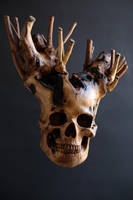Branched skull