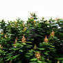 The green green tree