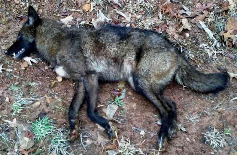 Female Black Coyote