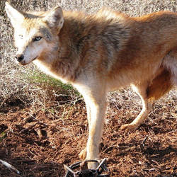 Red Coyote