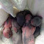 Newborn Baby Bunnies