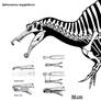 Spinosaurus head re-study