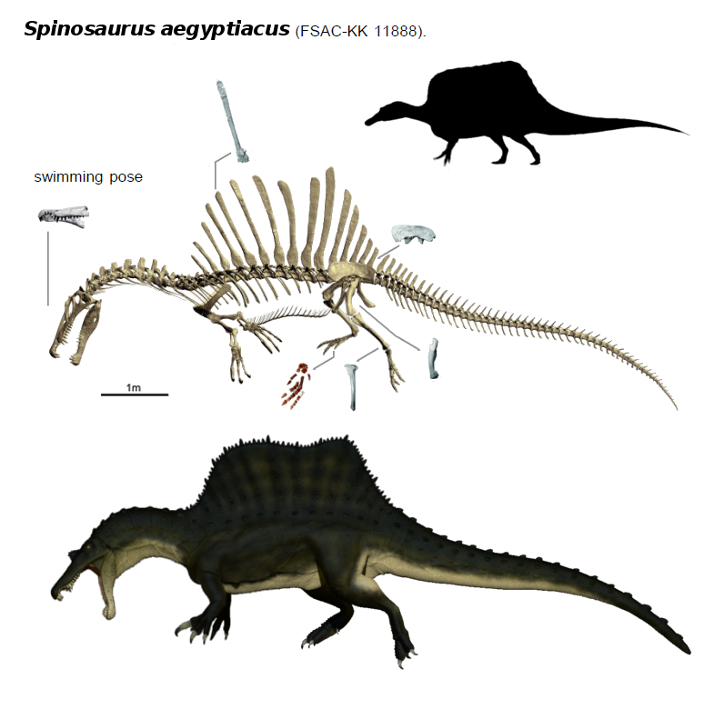 Spinosaurus 2014