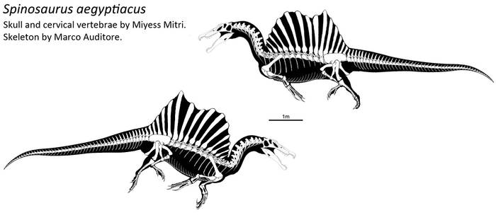 Spinosaurus skeletal